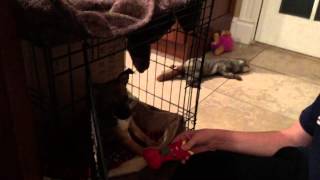 Hilarious puppy howls at squeaky toy