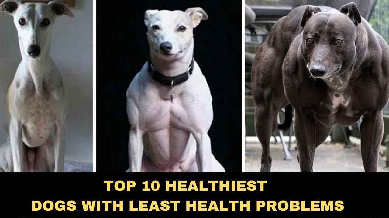 dog breeds with the least amount of health problems