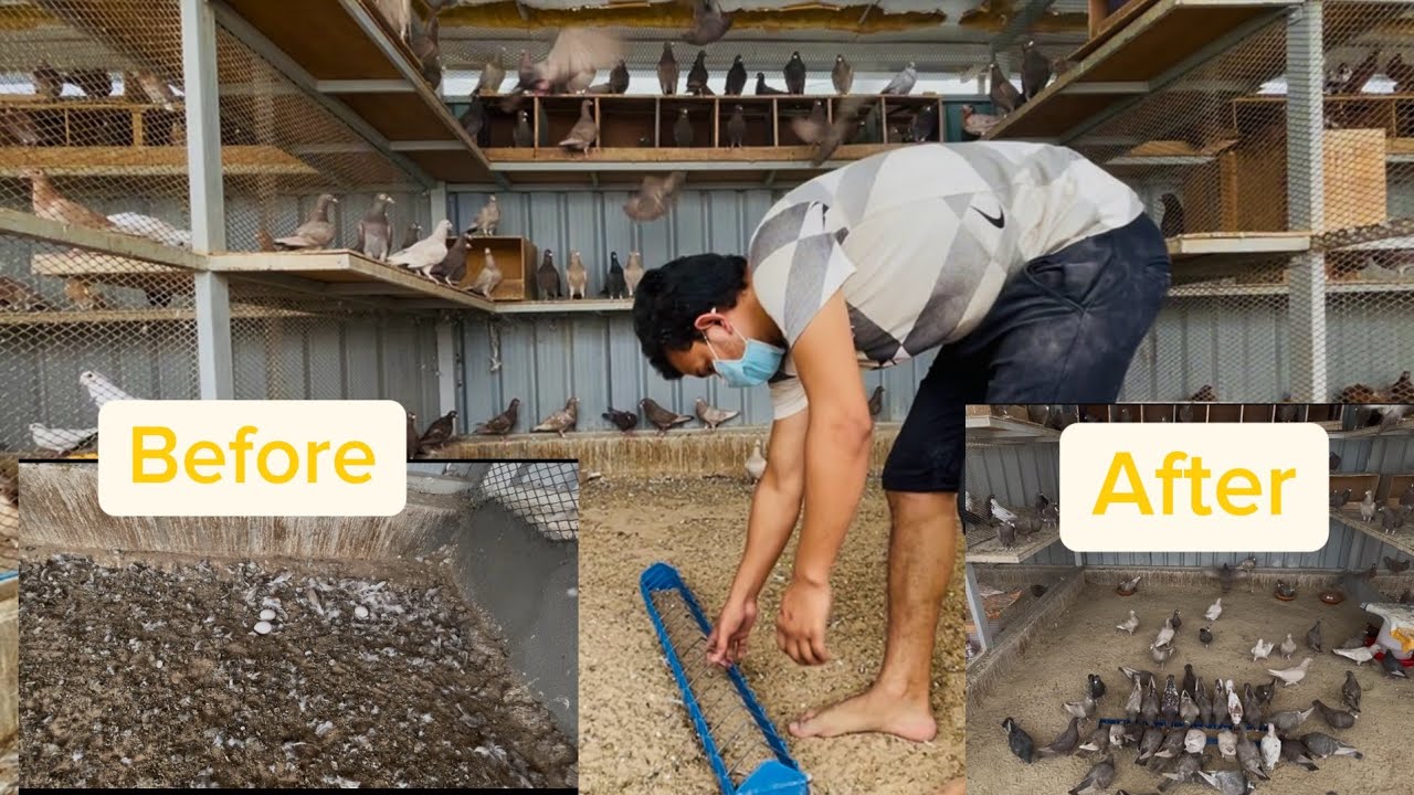 I will clean my pigeon 🕊️ house and show you