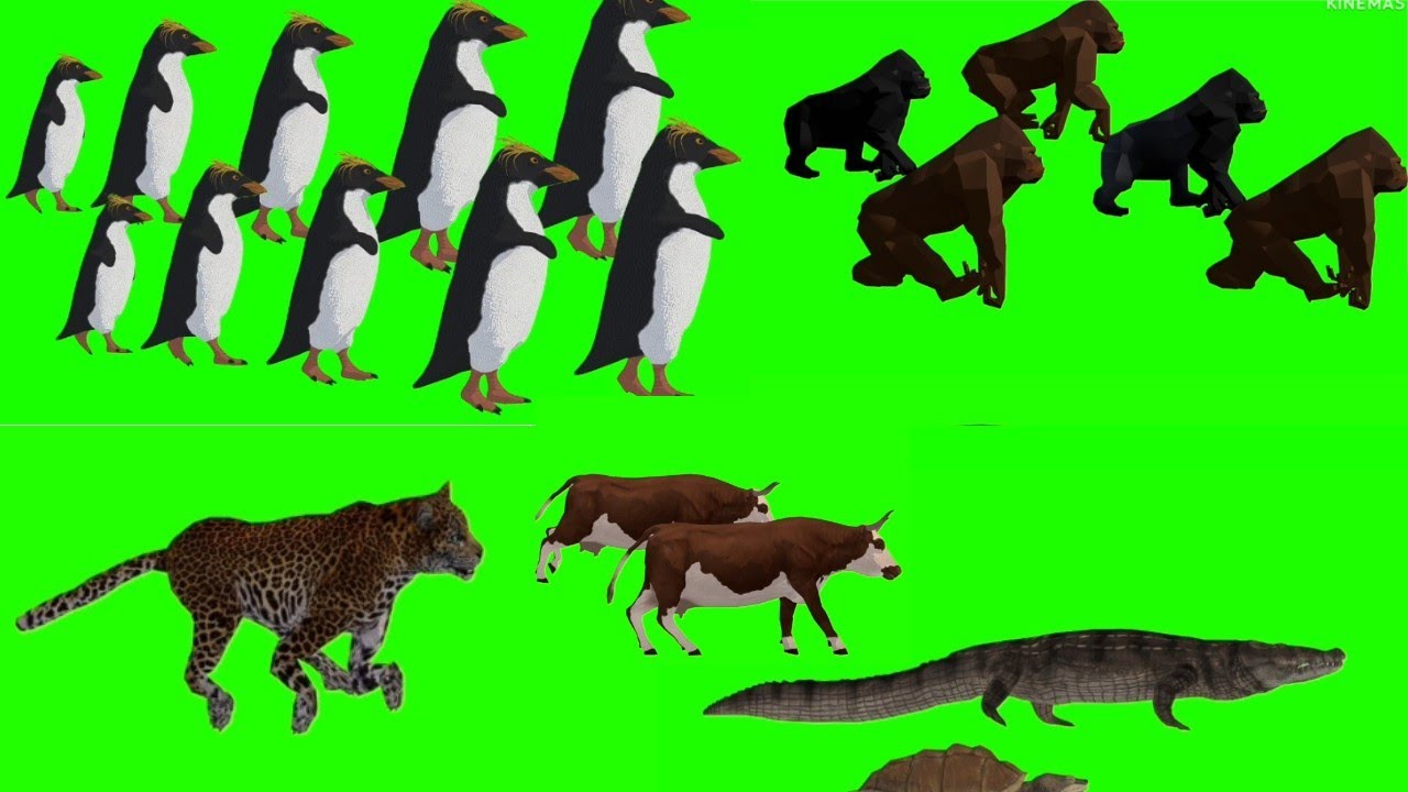 stamped animals 👈green screen #green screen animals #stampede animals # ...