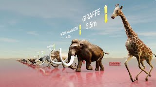 How Animals Measure Up: A Height Comparison of 41 Fascinating Creatures by CookieNey 149,826 views 11 months ago 4 minutes, 57 seconds