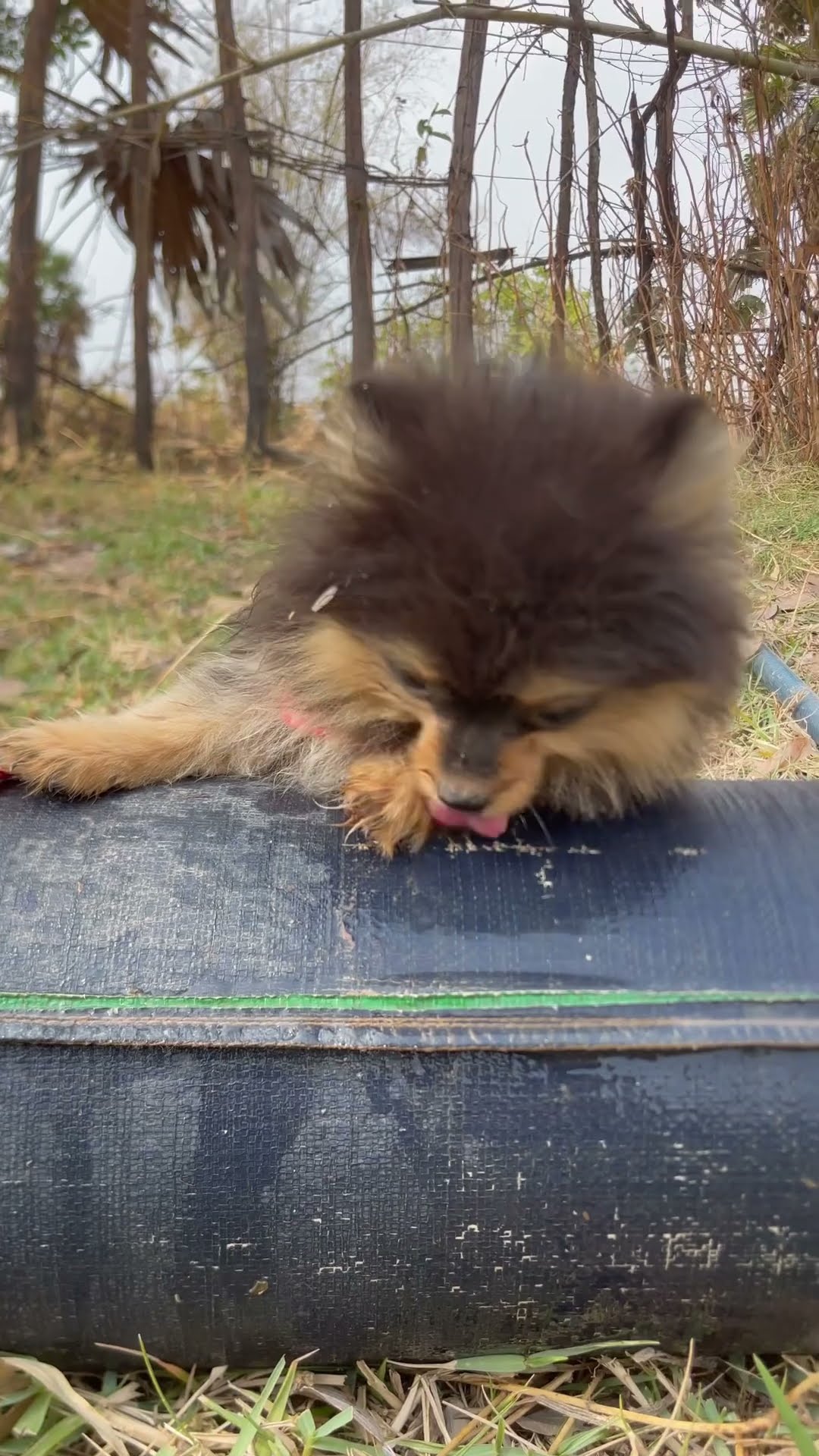 Bella eat water 💦 #animal #buffalo #cat #cow #dog #agriculture - YouTube