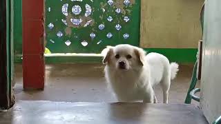 FUR BABIES TESTING THEIR PATIENCE #patience 