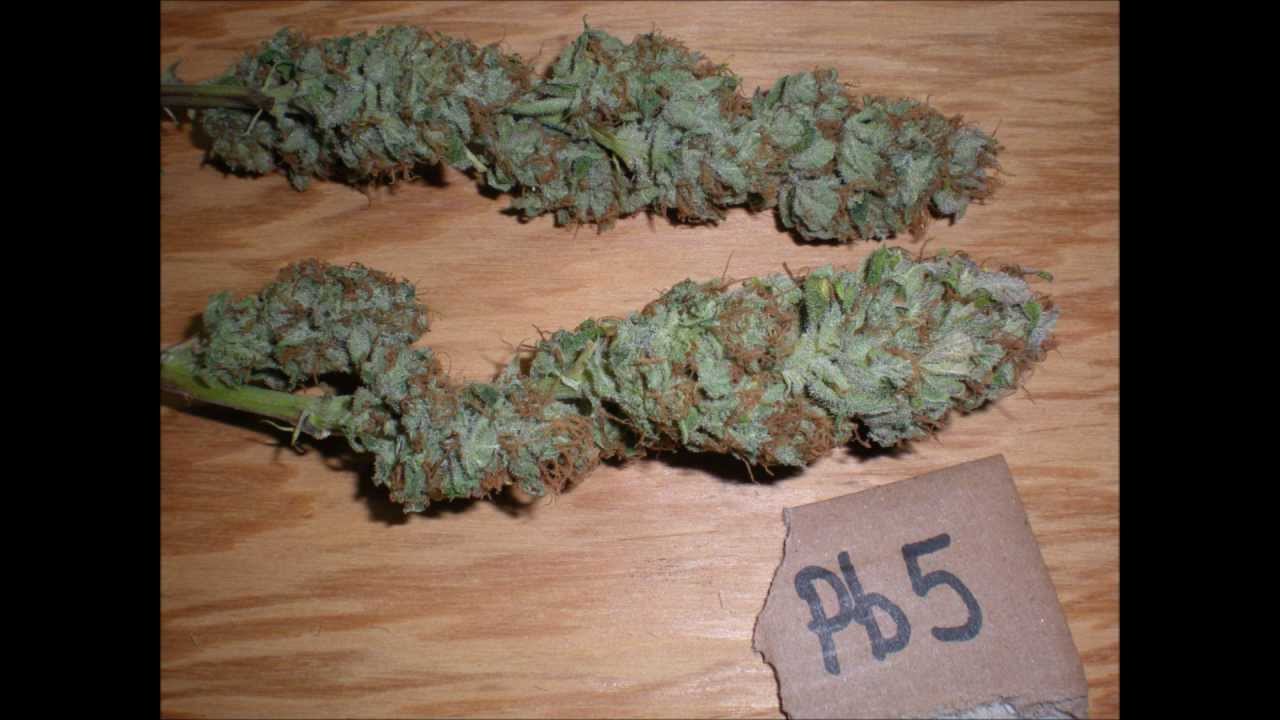 3 strain dried buds