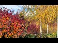 Check out the Autumn colours of Australia + Wonderful Experience at the Mayfield Garden, Oberon NSW.