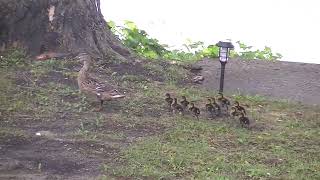 Lake Bellaire-The larger group of mallard ducklings heading for the lake-6/25/23