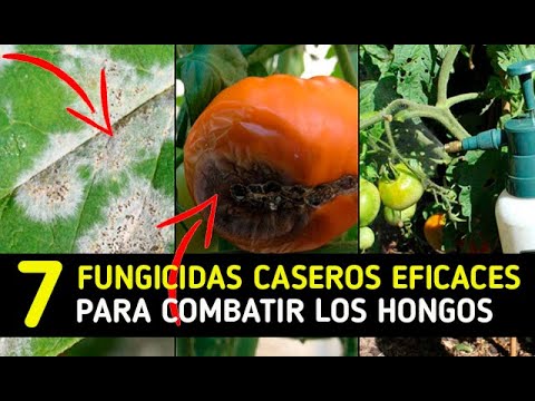 Video: ¿Qué es la pudrición del castaño de indias del tomate? - Tratamiento de los síntomas de la pudrición del castaño de indias en los tomates