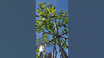 Vegetable Garden Daily 56:The jujube tree started to grow branches, hope to have fruit this year