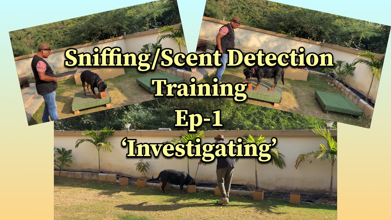 Sniffing/Scent detection training Part-1