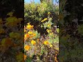 Marie🌼 Gold Plant ☘️#gardening #ytshorts