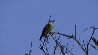 Pitangus sulphuratus (Great Kiskadee  Chilero o Benteveo) Video 03