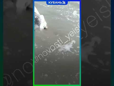 Огромную мертвую белугу прибило к берегу в Приморско-Ахтарске