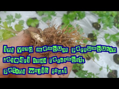 Video: Willow (46 Foto): Seperti Apa Daun Pohon Dan Apa Itu? Penyakit, Spesies - Willow Umum Dan Lainnya, Sistem Akar. Di Mana Ia Tumbuh?