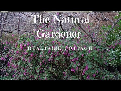 The Natural Gardener