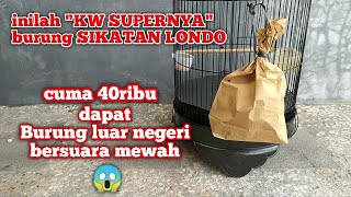 BAHAGIANYA!! DAPET BURUNG MURAH MERIAH SUARA MIRIP SIKATAN LONDO