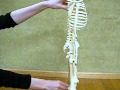 骨感覚で見る股関節の動かし方