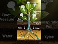 Transportation of water in plants #transportationinplants #shorts #science #shortvideo