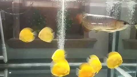 Cá dĩa nuôi với cá rồng