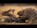 “King Cobra’s Fatal Mistake! Porcupine’s Deadly Revenge Caught on Camera 🐍🦔”