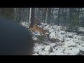 Whitetail deer hunting 2020