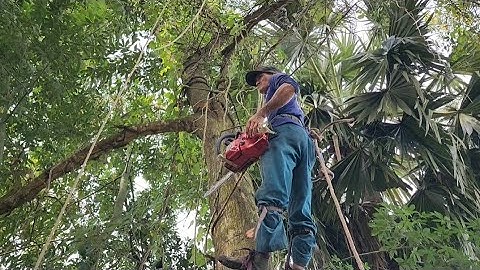 Cưa  cây  tràm  bông  vàng  nhiều  dây cốc .Cưa  cây  kỷ  thuật  cao