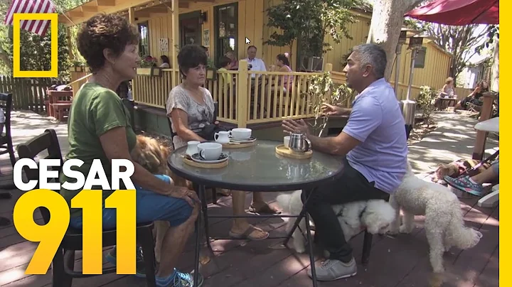 Deleted Scene: Diane and her Poodle Pack | Cesar 911