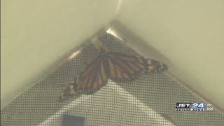 LECOM holds 17th annual ‘Wings of Hope Butterfly Release’