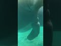 See the Mermaids swimming around at the Florida State Manatee￼ Sea Cow #Shorts #Short #shortvideo
