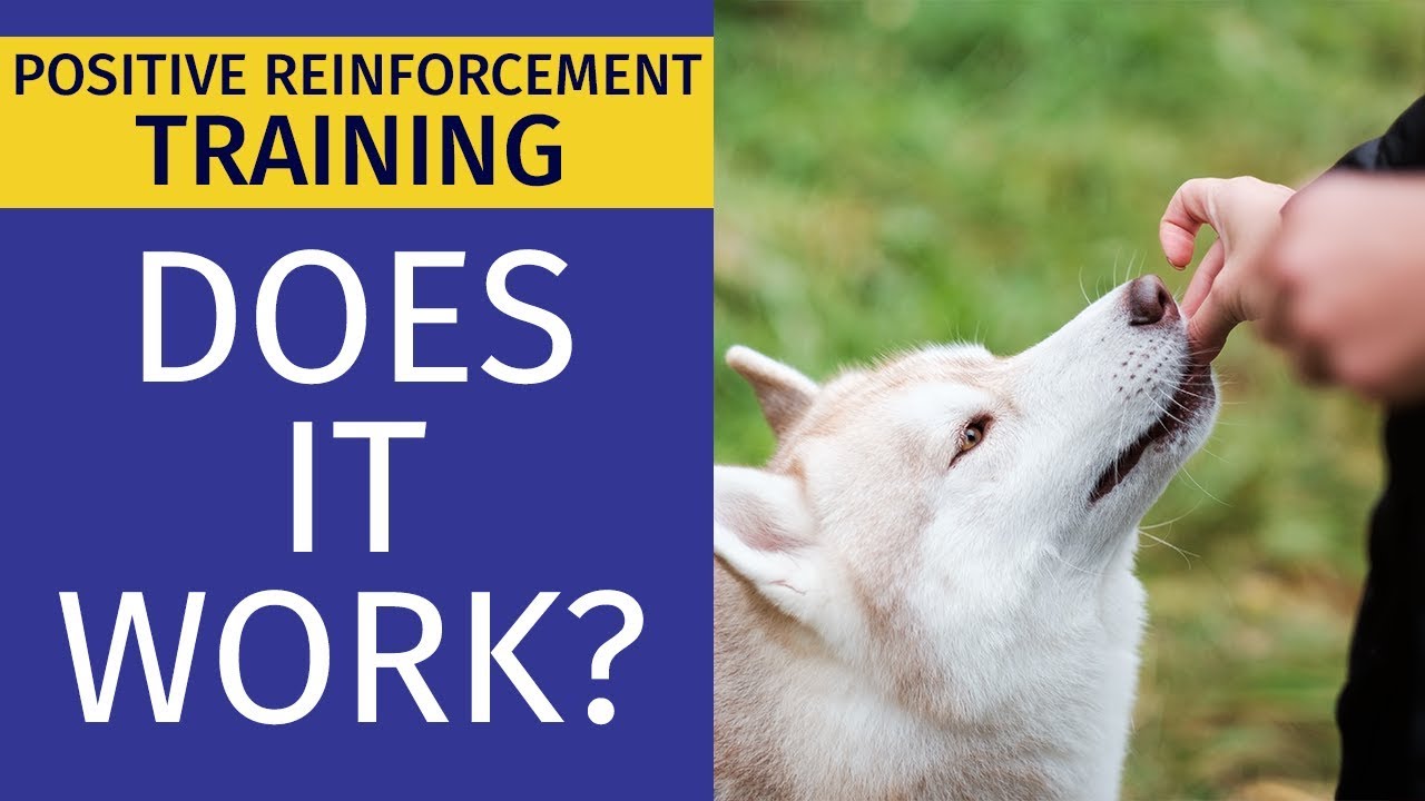 Is Punishment Faster Than Positive Reinforcement? Animal Behavior