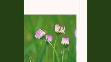 Sublime Backdrops for Winter Wellness Walks