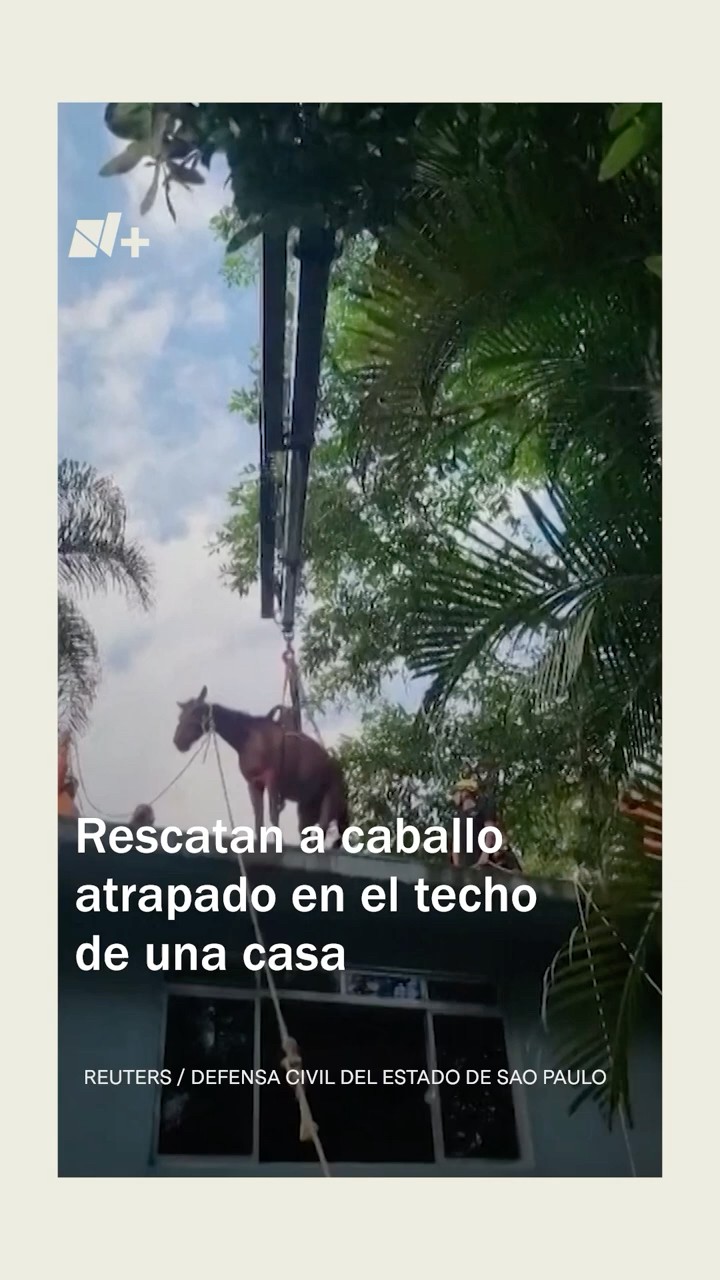 ¿Cómo llegó al techo? Rescatan a caballo atrapado en techo de una casa en Brasil - N+ #shorts