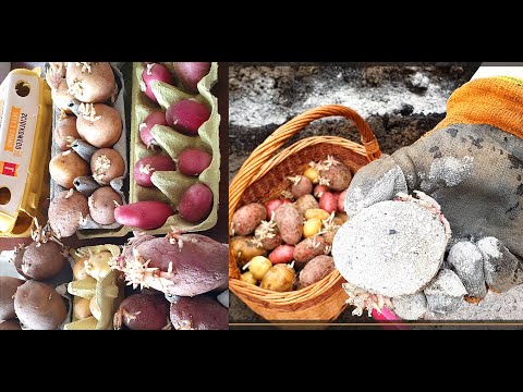 Video: Aartappelsagvrotsiekte - Hoe om sagtevrot in aartappels te behandel