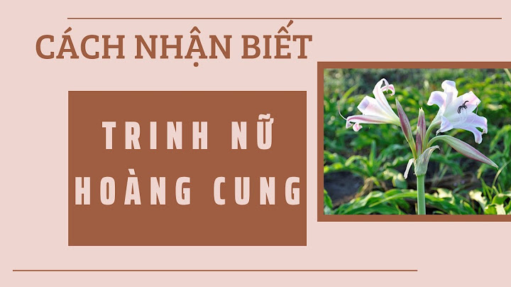 Cây trinh nữ hoàng cung còn gọi là cây gì năm 2024