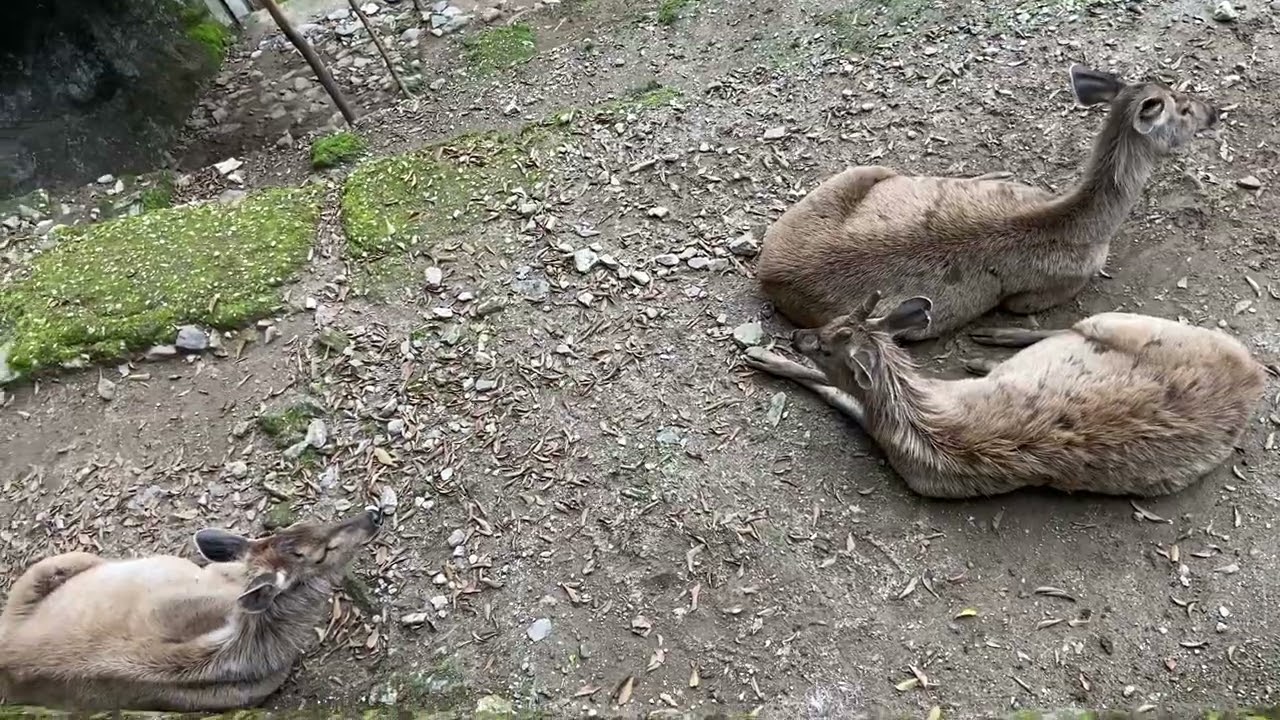 Darjeeling Zoo