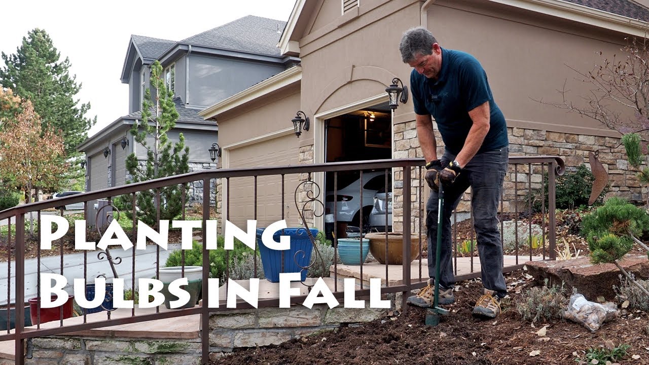 Planting Bulbs in Fall for a Spring Bloom in Your Colorado Garden - YouTube