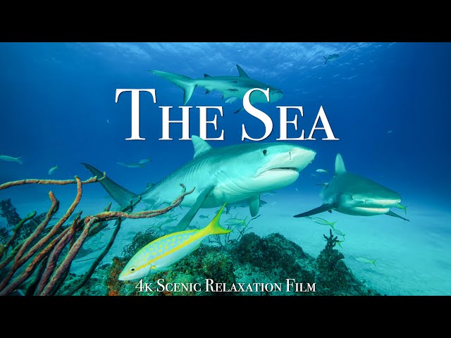 Under The Sea 4K - Scenic Wildlife Film With Calming Music class=