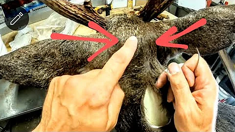 THIS TRICK keeps stitches TIGHT!! ***SUPER EASY*** WHITETAIL TAXIDERMY!