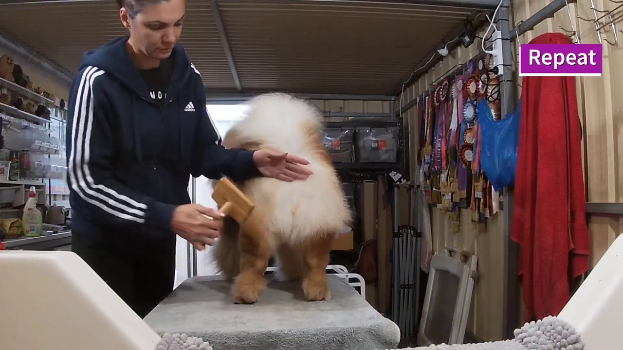 How To Brush And Groom Your Chow Chow
