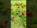 Parrot talking