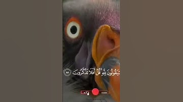 تلاوه خاشعه للشيخ ياسر الدوسري سوره المؤمنون🥰