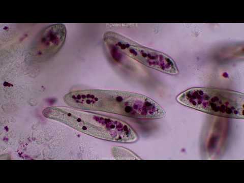 Video: Hur växer paramecium?