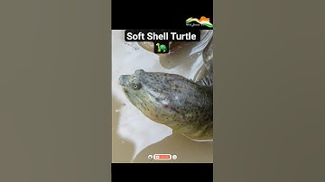 Indian Soft Shell Turtle 🐢 #saveturtles  #wildlife #viral #independenceday #india
