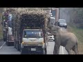 Unbelievable Wild Animal Encounters on the Road