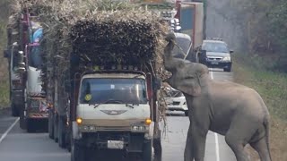 Unbelievable Wild Animal Encounters on the Road