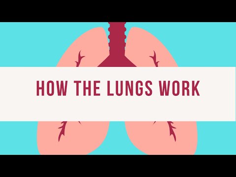 Breathing process in humans