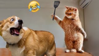 🌟 'Pawsitively Hilarious! 🐾 Epic Pet Moments Caught on Camera!' by Pets Rescue 1,224 views 5 days ago 5 minutes, 12 seconds