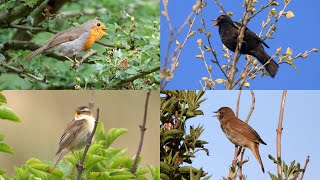 VOGELGELUIDEN HERKENNEN, een Oefenvideo.