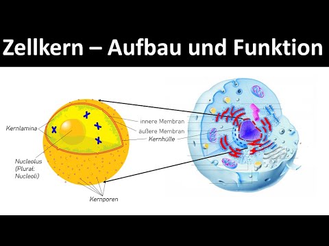 Video: Womit ist die Kernhülle der Zelle verbunden?