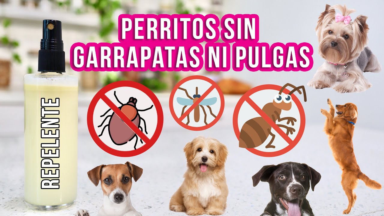 Que hacen las garrapatas en los perros