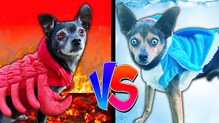 Hot Vs Cold Dog Food Challenge to Win First Date with Crush! Pawzam Dogs